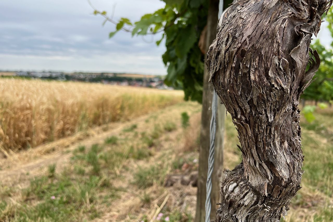A vine in close-up, the bark visible in detail, and in the background a grain field and houses.