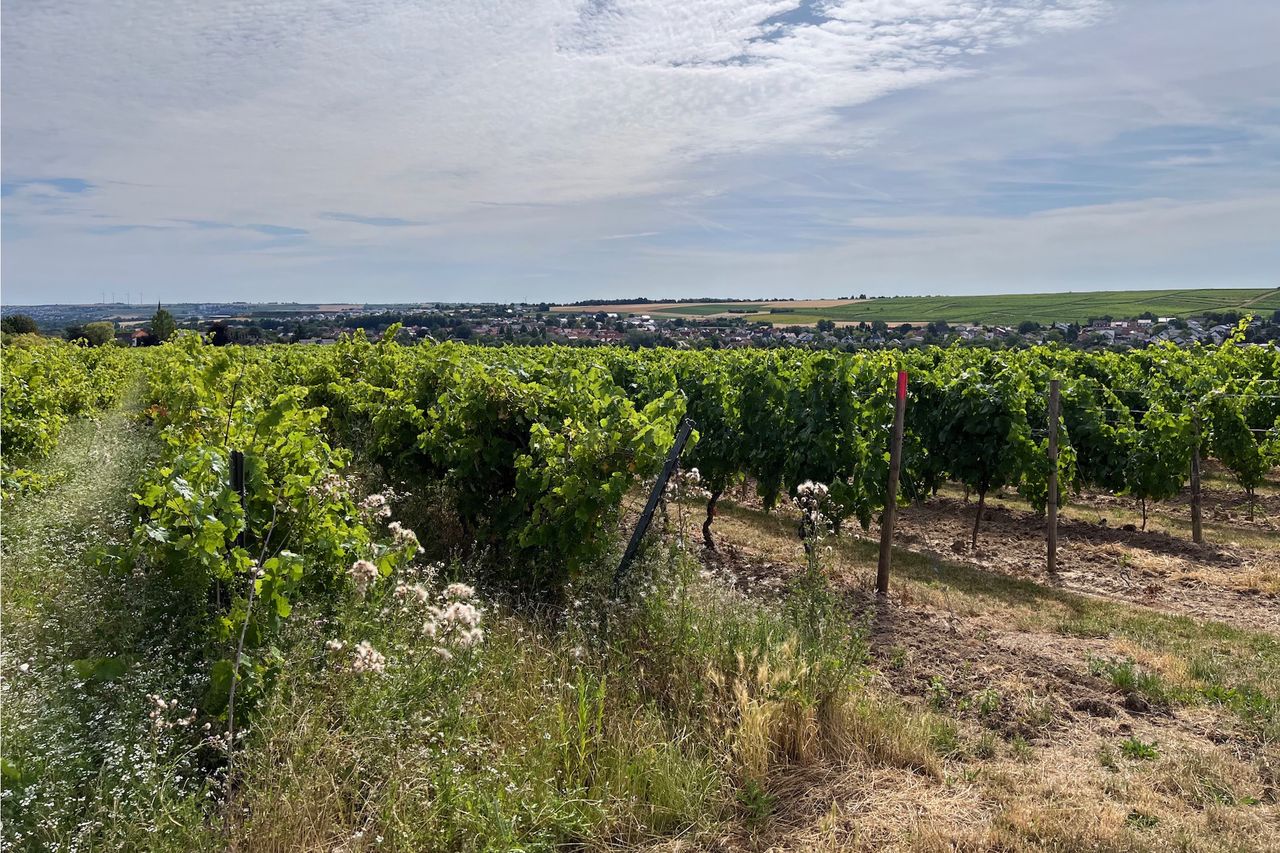 The view from the vineyards over Saulheim in Rheinhessen. Vineyards in the foreground and background, with a few houses in between.