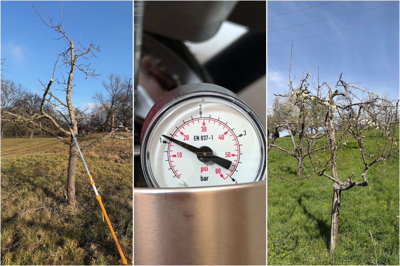 A collage with a freshly pruned apple tree with a saw beside it, a pressure gauge showing just over one bar, and a plum tree in bloom