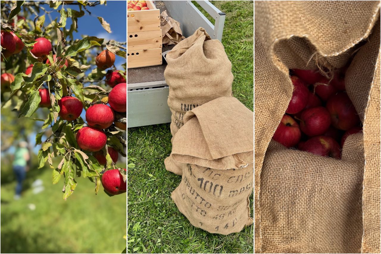 A collage with a branch full of ripe apples, two full jute sacks in front of a trailer, and an open jute sack with apples