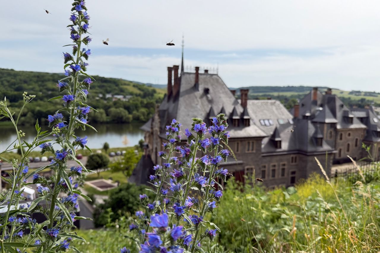 Flowers with bees in front of Schloss Lieser
